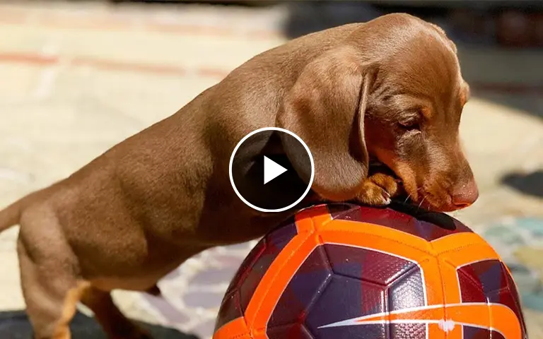 Dachshund dogs enjoy playing football and balloons