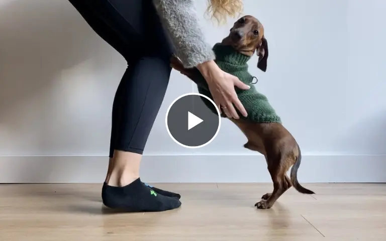 How to put on a dog sweater