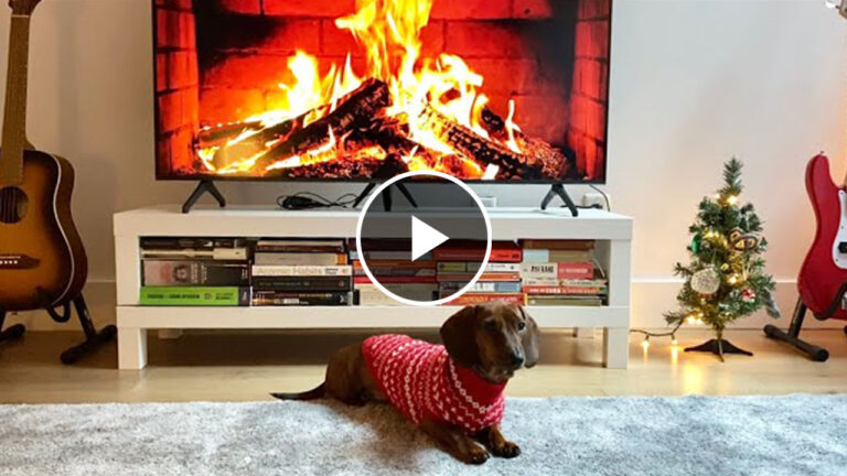 Mini dachshund decorates for Christmas