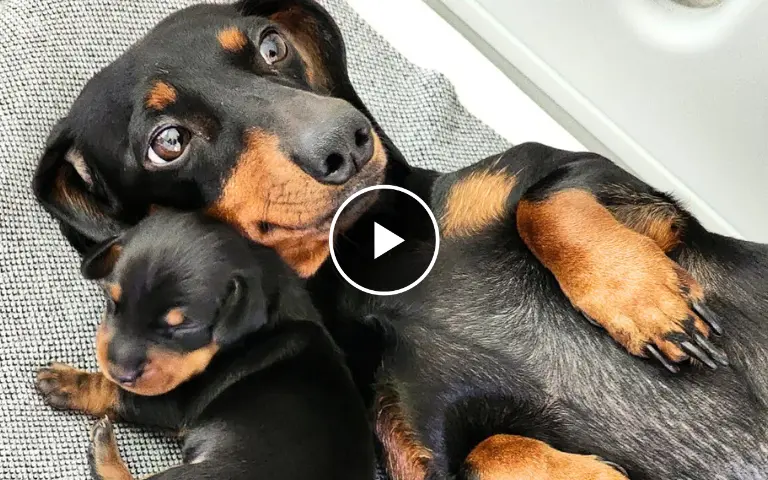 The Selfless Dachshund Mother and Her Cute Puppies Are Very Happy