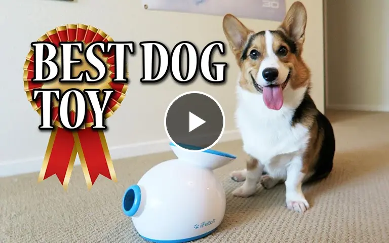 Corgi Learns to use iFETCH Ball Launcher – BEST DOG TOY